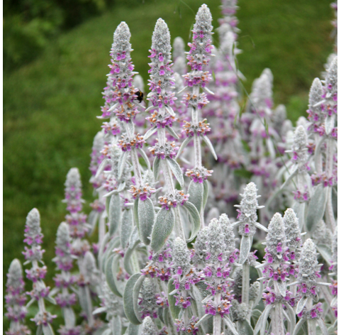 Stachys byzantina - viveros gonzalez - natural garden centre marbella