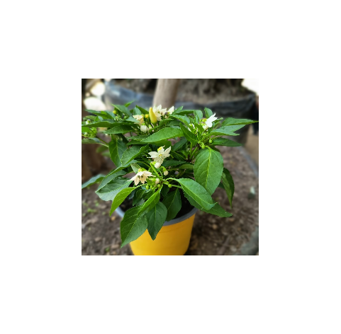 Capsicum. Pimiento picante. Hot chilli pepper. Viveros González. Garden centre. Marbella. Natural decor centre.