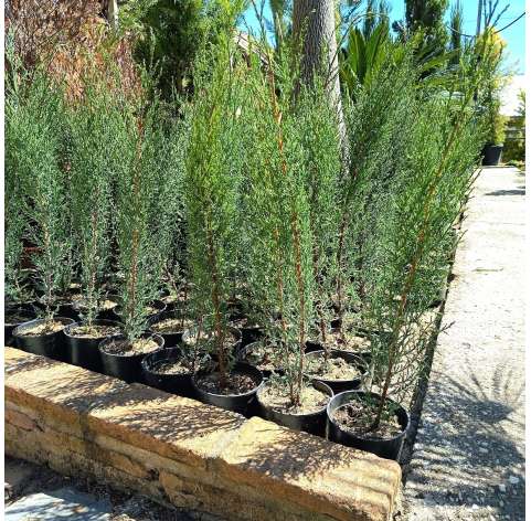 Cupressus sempervirens. Conifer. Viveros González. Garden centre. Marbella. Garden decor centre.