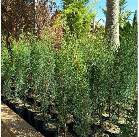 Cupressus sempervirens. Conifer. Viveros González. Garden centre. Marbella. Garden decor centre.