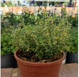 Thymus vulgaris lemon. Tomillo limón. Viveros González. Garden centre Marbella. Natural decor centre.