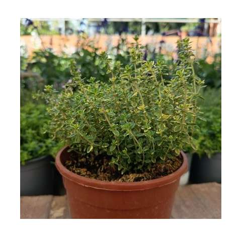 Thymus vulgaris lemon. Tomillo limón. Viveros González. Garden centre Marbella. Natural decor centre.