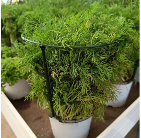 Eneldo. Dill. Viveros González. Garden centre Marbella.   Natural Decor Centre Marbella. Culinary plant. Planta culinaria