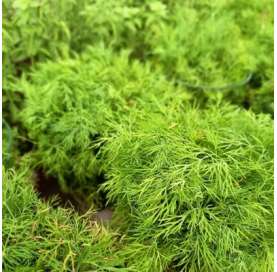 Eneldo. Dill. Viveros González. Garden centre Marbella.   Natural Decor Centre Marbella. Culinary plant. Planta culinaria