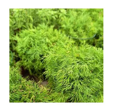 Eneldo. Dill. Viveros González. Garden centre Marbella.   Natural Decor Centre Marbella. Culinary plant. Planta culinaria
