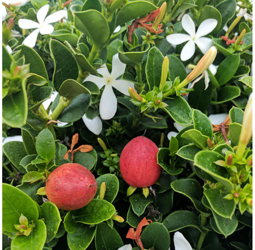 Carissa macrocarpa