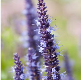Agastache Purple