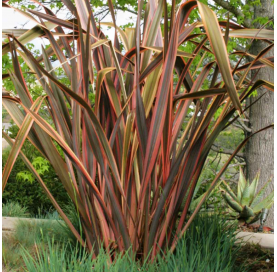 Phormium Sundowner