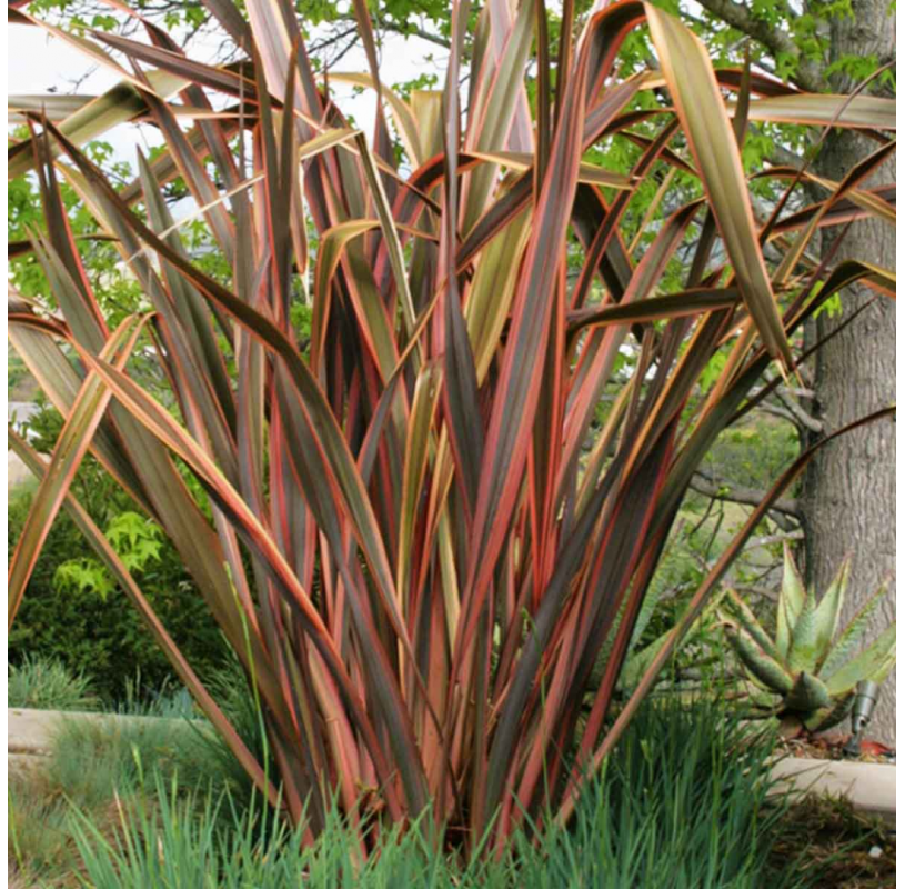 Phormium Sundowner