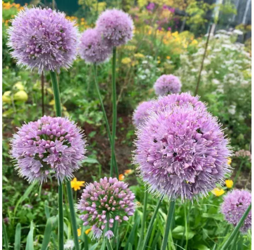 Allium ‘Summer Beauty’