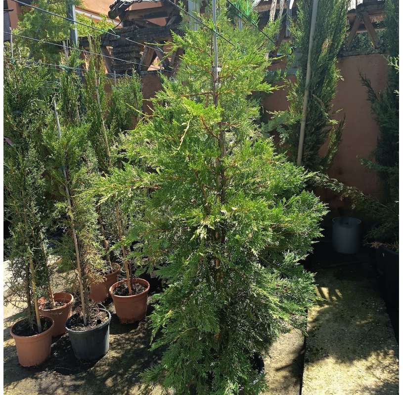 Cupressus leylandii. Viveros González. Garden centre. Marbella. Natural decor centre.