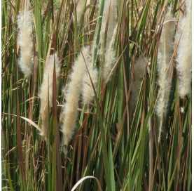 Imperata cylindrica