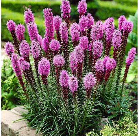 Liatris spicata. Viveros González. Natural decor garden. Garden centre Marbella
