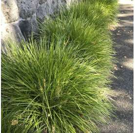 Lomandra confertifolia "Lime tuff". Viveros González. Garden centre Marbella. Natural decor centre.