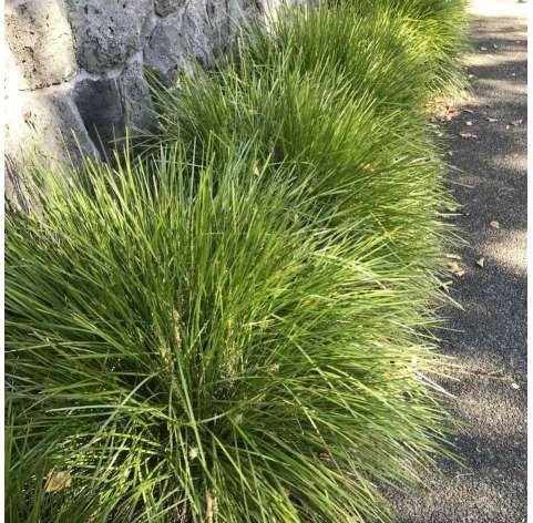 Lomandra confertifolia "Lime tuff". Viveros González. Garden centre Marbella. Natural decor centre.