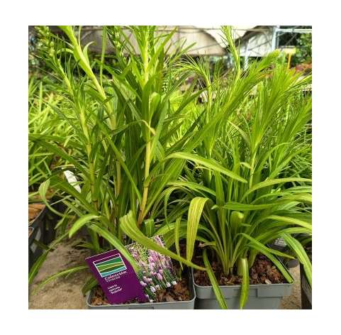 Liatris spicata. Viveros González. Natural decor garden. Garden centre Marbella