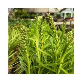 Liatris spicata. Viveros González. Natural decor garden. Garden centre Marbella