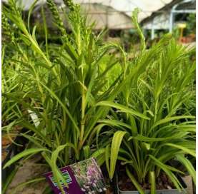 Liatris spicata. Viveros González. Natural decor garden. Garden centre Marbella