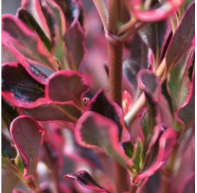 Coprosma ‘Pacific Sunrise’
