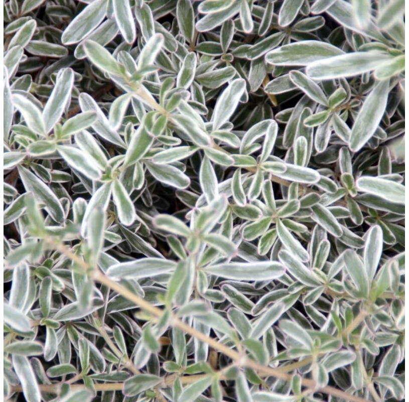 Coprosma ‘Kirkii’