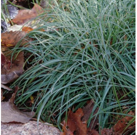Carex Blue Zinger