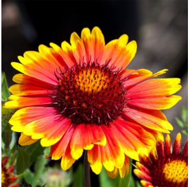 Gaillardia (Blanket Flower...