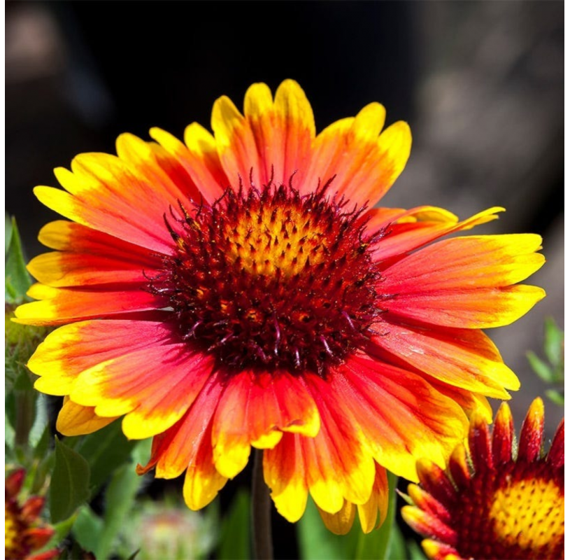 Gaillardia (Blanket Flower...