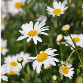 Leucanthemum - Margarita...