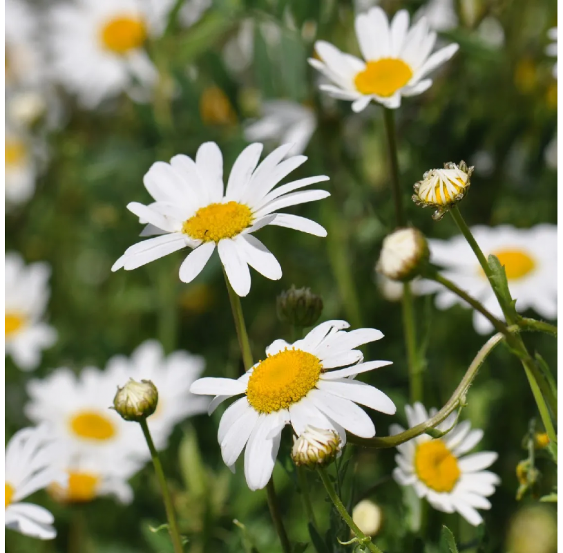 Leucanthemum - Margarita...