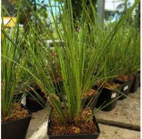 Lomandra confertifolia "Lime tuff". Viveros González. Garden centre Marbella. Natural decor centre.
