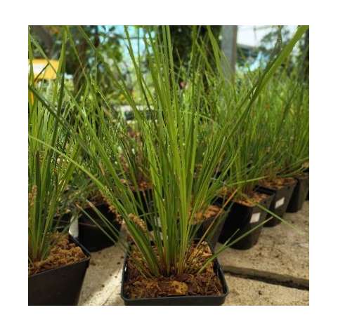 Lomandra confertifolia "Lime tuff". Viveros González. Garden centre Marbella. Natural decor centre.