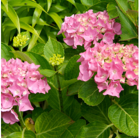 Hydrangea macrophylla. Hortensia. Viveros Gonzalez. Marbella. Centro de jardinería
