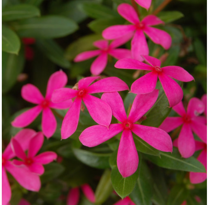 Catharanthus soiree