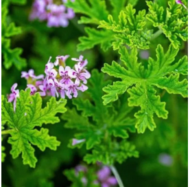 Citronela citrodorum