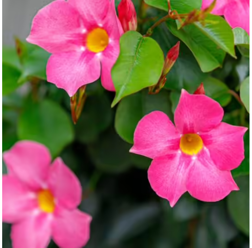 Mandevilla / Dipladenia - Viveros Gonzalez - Natural decor centre- Garden centre - Marbella
