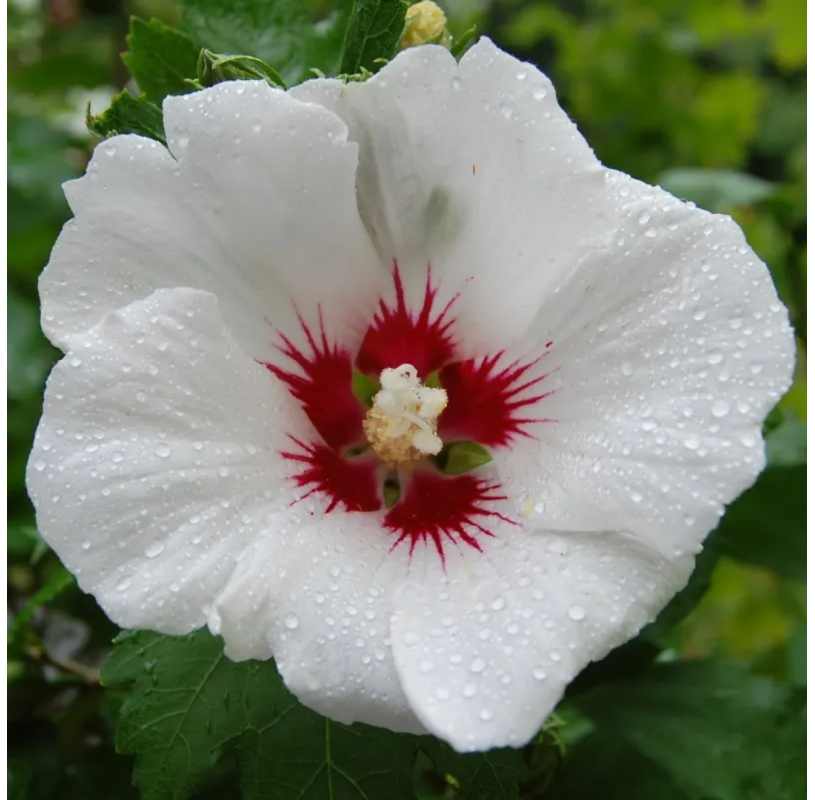 Althea – Hibiscus syriacus - Viveros González - Natural Garden Centre Marbella