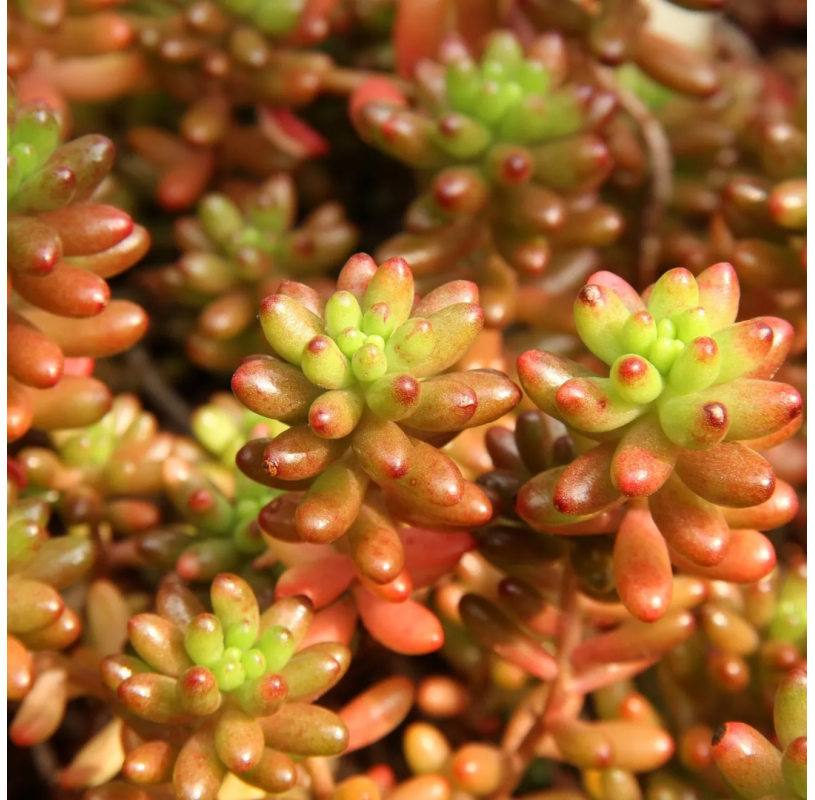 Sedum rubrotinctum - Viveros González - Natural Garden Centre Marbella