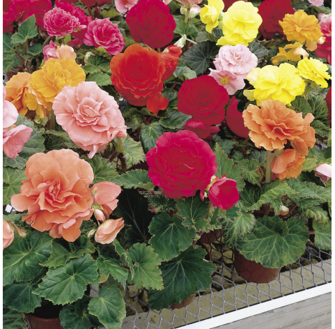 Begonia × tuberhybrida. Viveros González. Natural Garden Centre Marbella