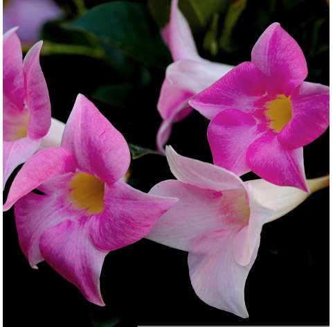 Mandevilla / Dipladenia - Viveros Gonzalez - Natural decor centre- Garden centre - Marbella