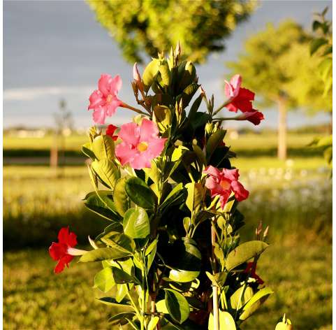 Mandevilla / Dipladenia - Viveros Gonzalez - Natural decor centre- Garden centre - Marbella