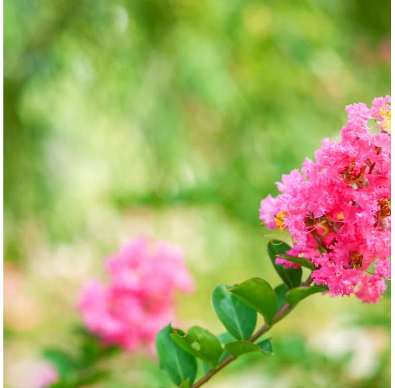 Lagerstroemia indica - Viveros González - Natural Garden Centre Marbella