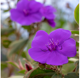 Tibouchina urvilleana,...