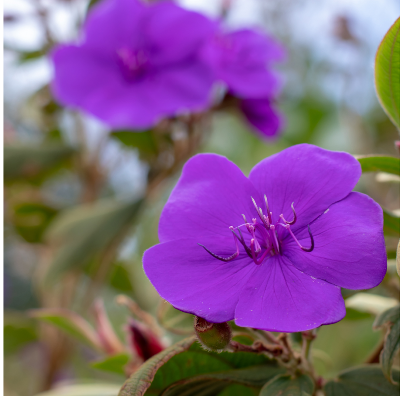 Tibouchina urvilleana – Tibuchina
Viveros González. Natural Garden Centre Marbella