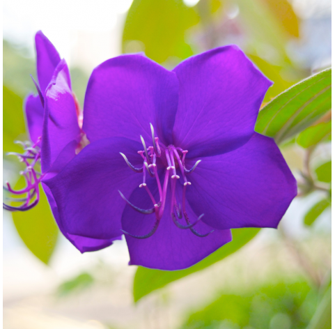 Tibouchina urvilleana – Tibuchina
Viveros González. Natural Garden Centre Marbella