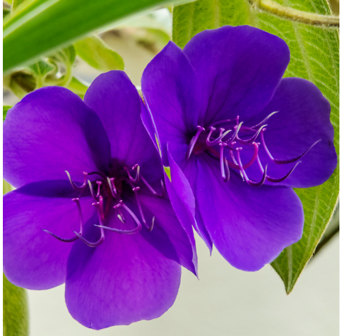 Tibouchina urvilleana – Tibuchina
Viveros González. Natural Garden Centre Marbella