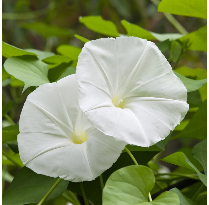 Ipomoea alba – Moonflower