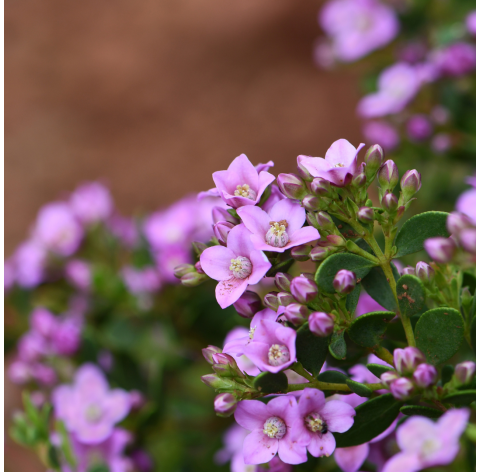 Boronia crenulata. Viveros González. Natural Garden Centre Marbella