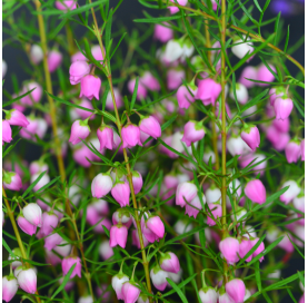 Boronia crenulata. Viveros González. Natural Garden Centre Marbella