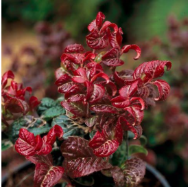 Leucothoe Axillaris 'Curly Red'. Viveros González. Marbella Garden Centre