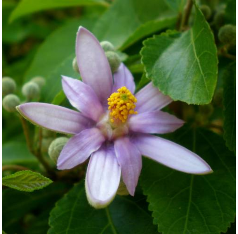 Grewia occidentalis. Viveros González. Natural Garden Centre Marbella
